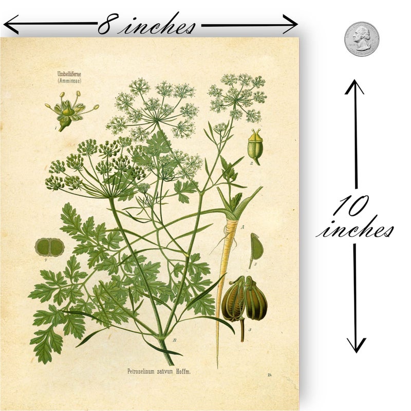 Ink Inc. Vintage Botanical Prints | Kitchen Herb Wall Art Thyme, Mint, Rosemary, Parsley, Sage, Fennel | Set of 6 8"x10" Unframed - Image 4